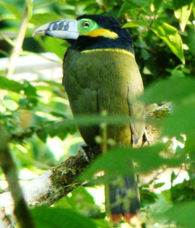 Recanto Tangará Ubatuba Bagian luar foto